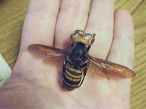 tigerhead wasp